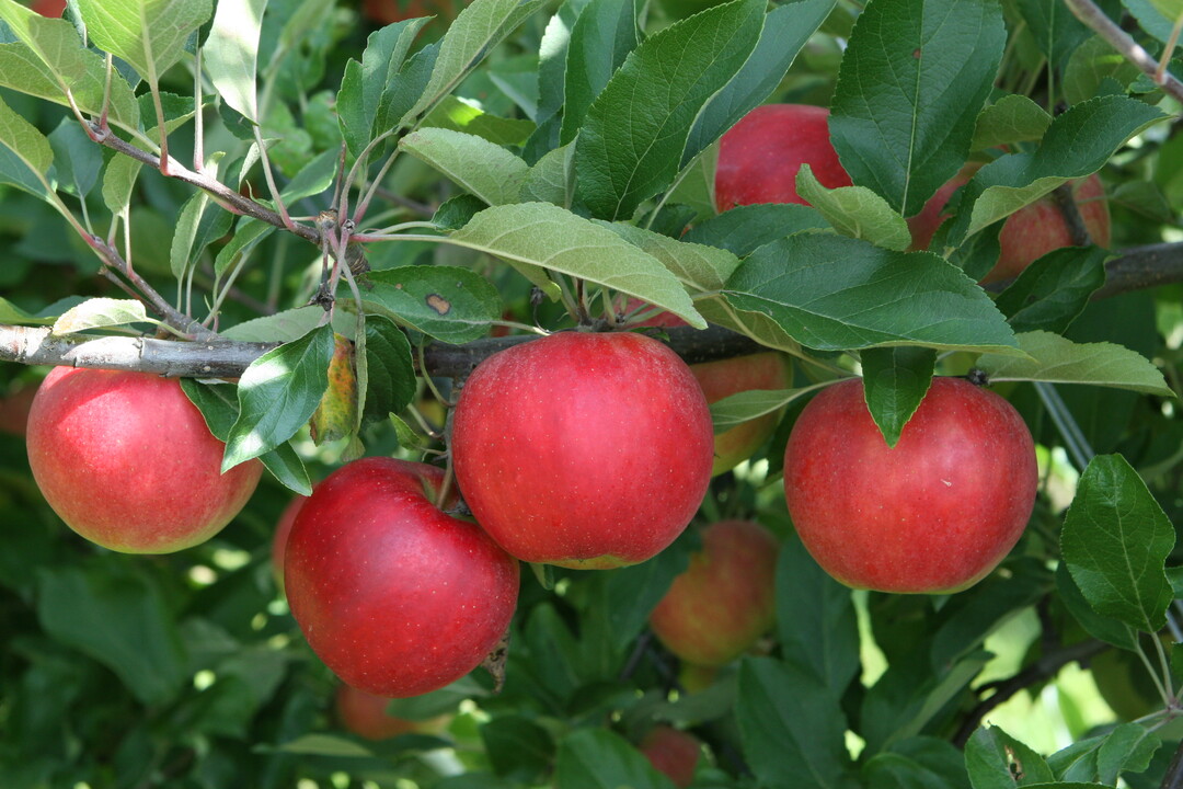 Die schlechten Auszahlungspreise bei Kernobst in der Saison 2015/16 machen immer mehr Obstbaubetrieben schwer zu schaffen. 