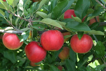 Die schlechten Auszahlungspreise bei Kernobst in der Saison 2015/16 machen immer mehr Obstbaubetrieben schwer zu schaffen. 
