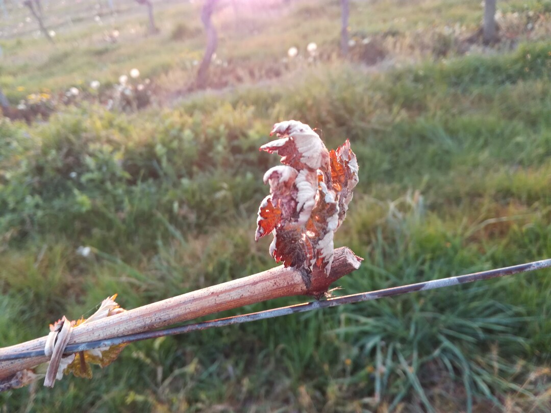 Sp�tfrost im April sorgte f�r zum Teil heftige Ertragsausf�lle im Weinbau.