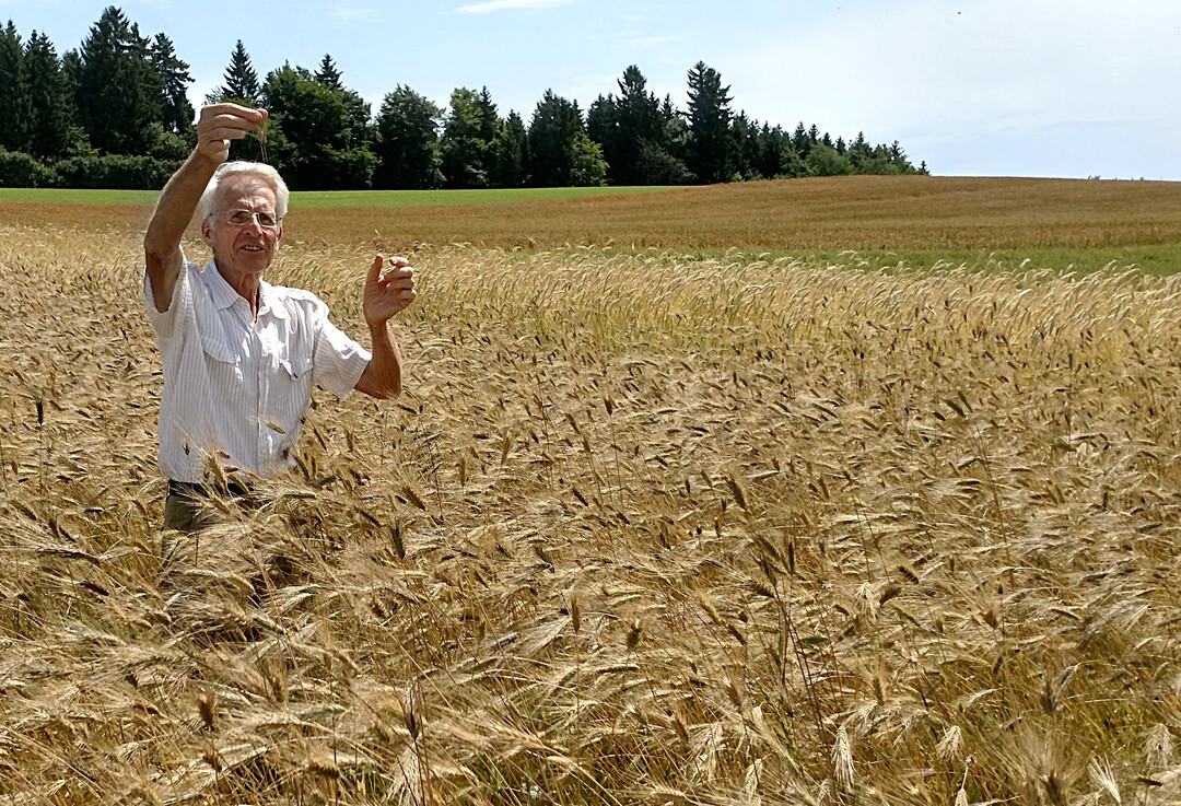 Pflanzenz�chter Dr. Berthold Heyden auf einer Versuchsparzelle. Er forscht am Keyserlingk-Institut an Getreidesorten, die f�r alle Menschen vertr�glich sind. 
