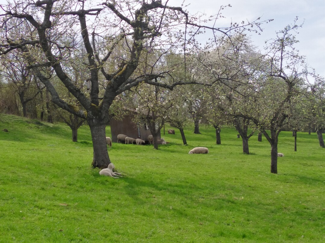 Ein silvopastorales Agroforstsystem: Schafe in einer Streuobstwiese