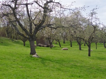 Ein silvopastorales Agroforstsystem: Schafe in einer Streuobstwiese