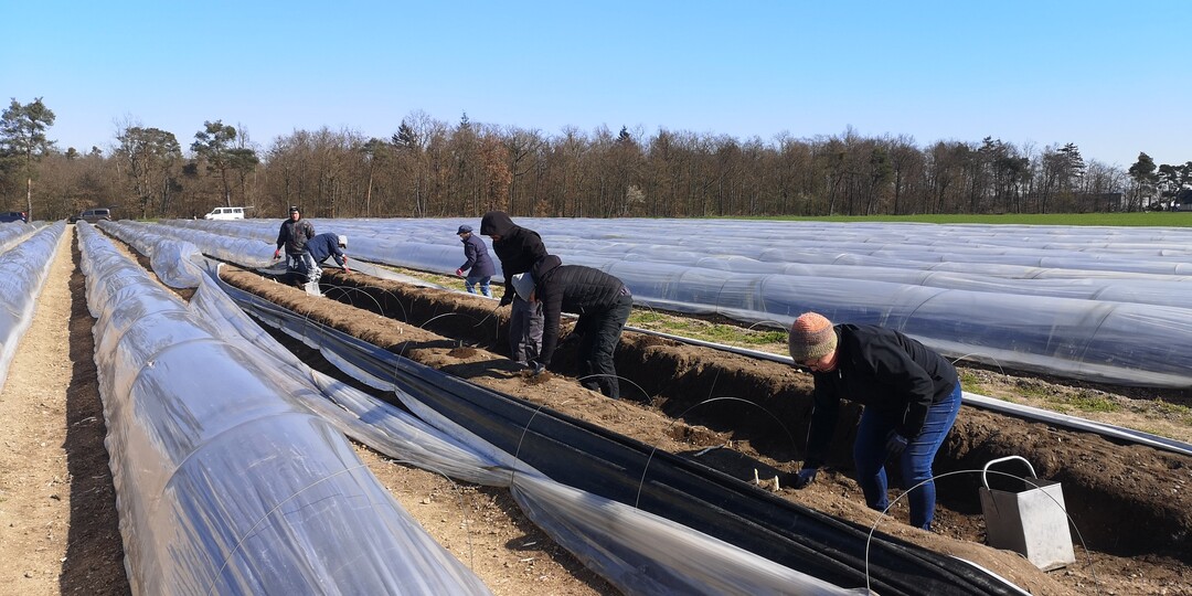 Die Spargelsaison hat auf dem Betrieb Gro�hans in Hockenheim begonnen.