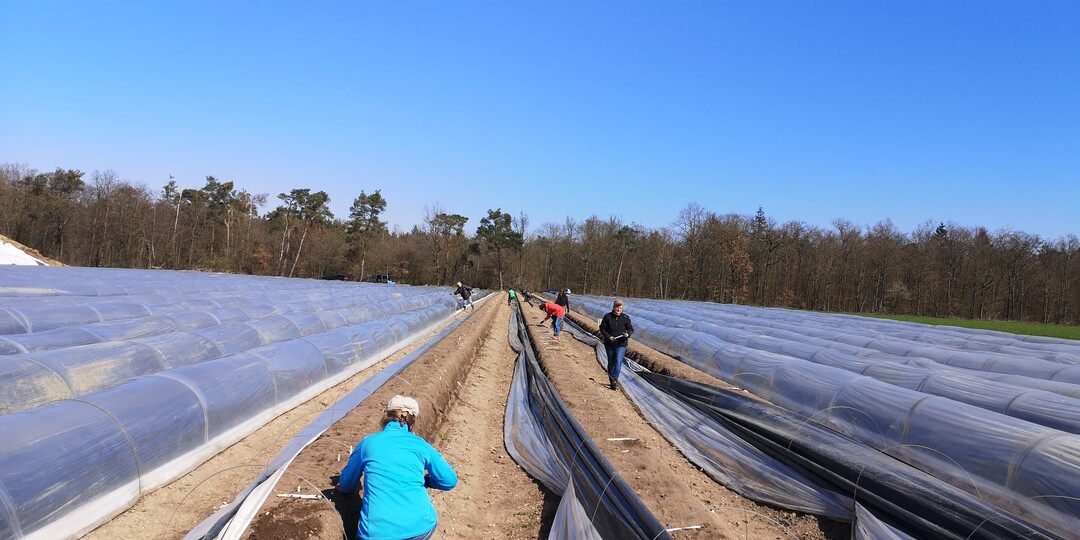 Helfer bei der Arbeit auf dem Betrieb Gro�hans.