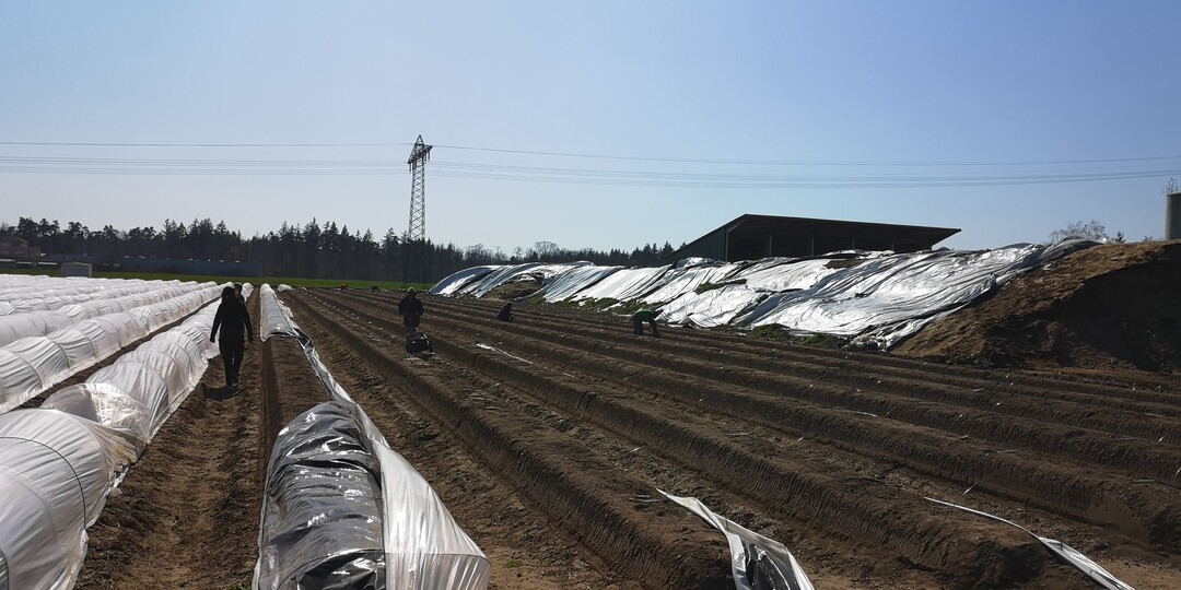 Die Ernte ist angelaufen beim Betrieb Gro�hans in Hockenheim.