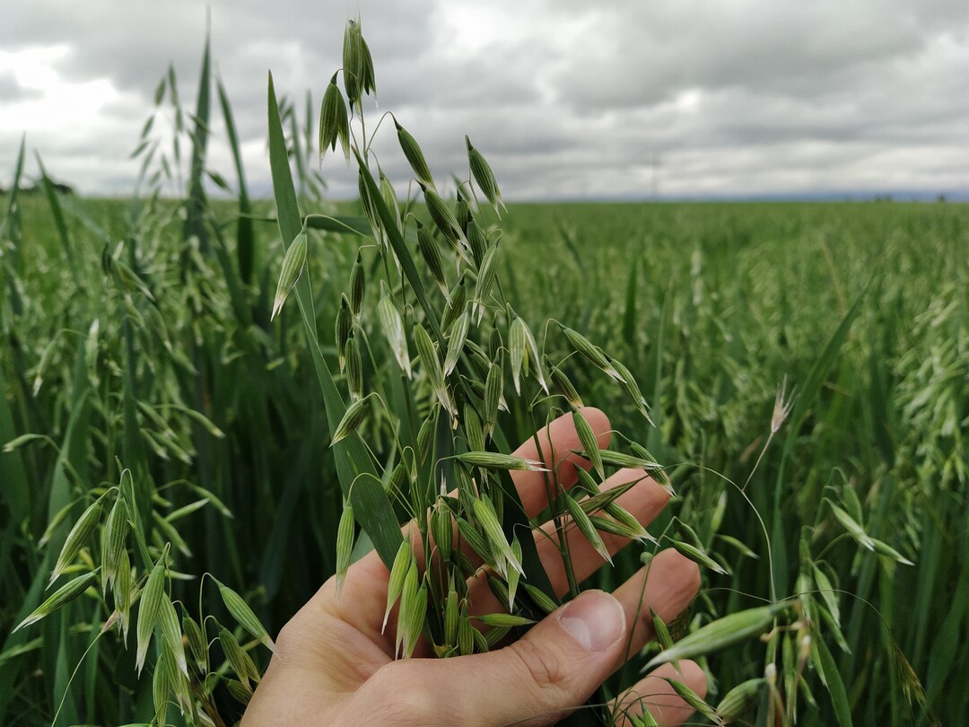 Im Fall von Hafer, welcher im Gegensatz zur Sommergerste den Boden bis 90 cm durchwurzelt, rechnen Sie f�r die dritte Schicht bitte zus�tzlich, wie vergangene Wo-che, 8 kg N je ha an.