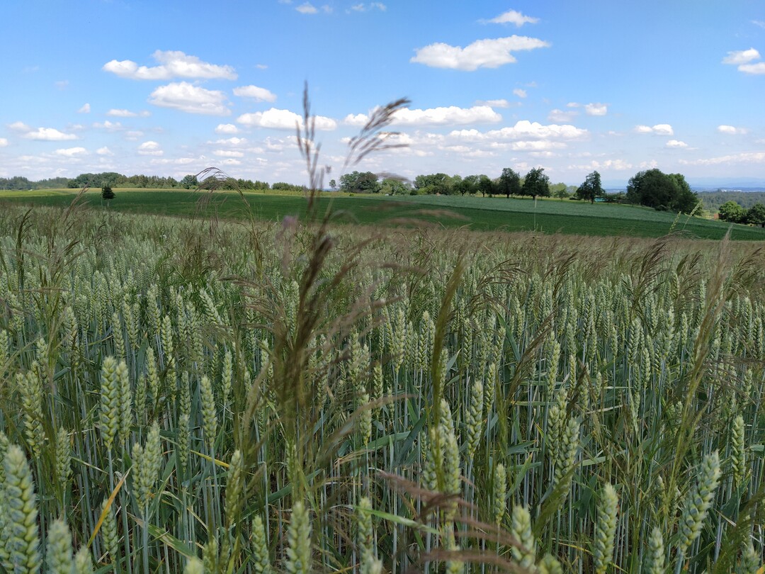Wer sp�ter keine Probleme mit Windhalm im Bestand haben m�chte, sollte jetzt genau hinsehen.