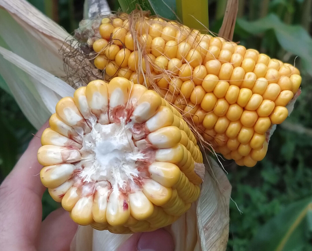 Vielerorts ist der Mais schon erheblich reifer als erwartet. In Teilen Oberschwabens sind die Bestände noch relativ gut mit Wasser versorgt worden.