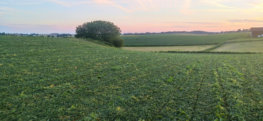 Der Körnermais wurde direkt in die frisch gewalzte Erbse gesät.