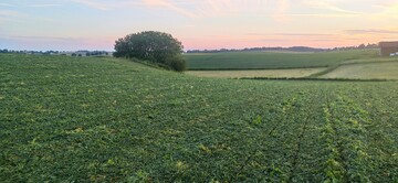 Der Körnermais wurde direkt in die frisch gewalzte Erbse gesät.