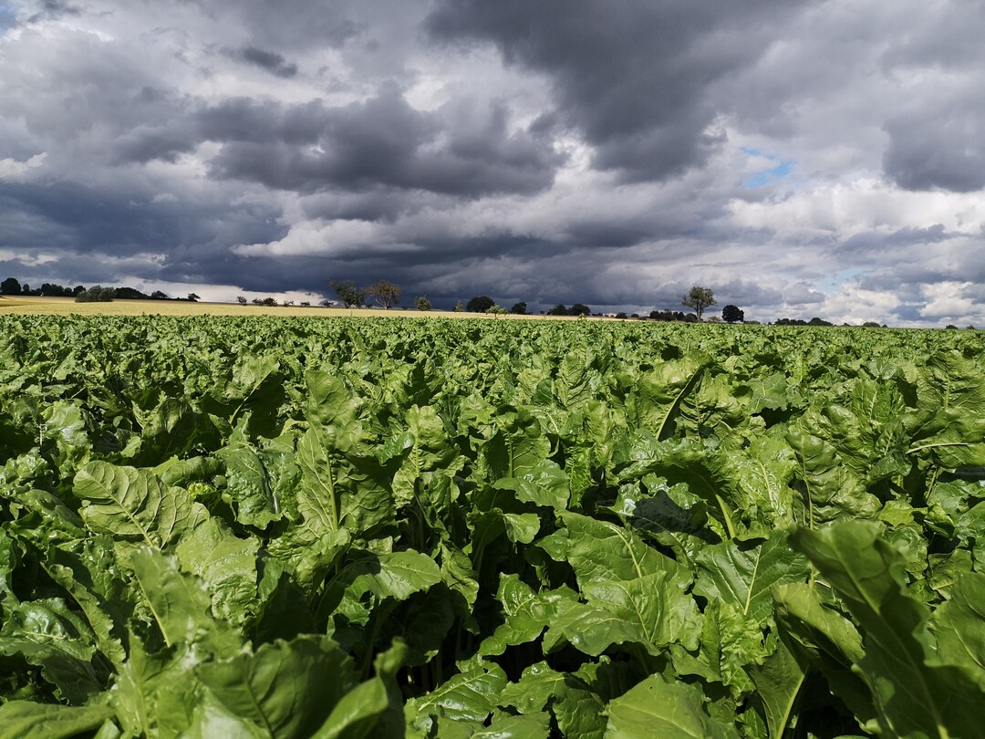 Die R�benbest�nde sehen oft sehr gut aus