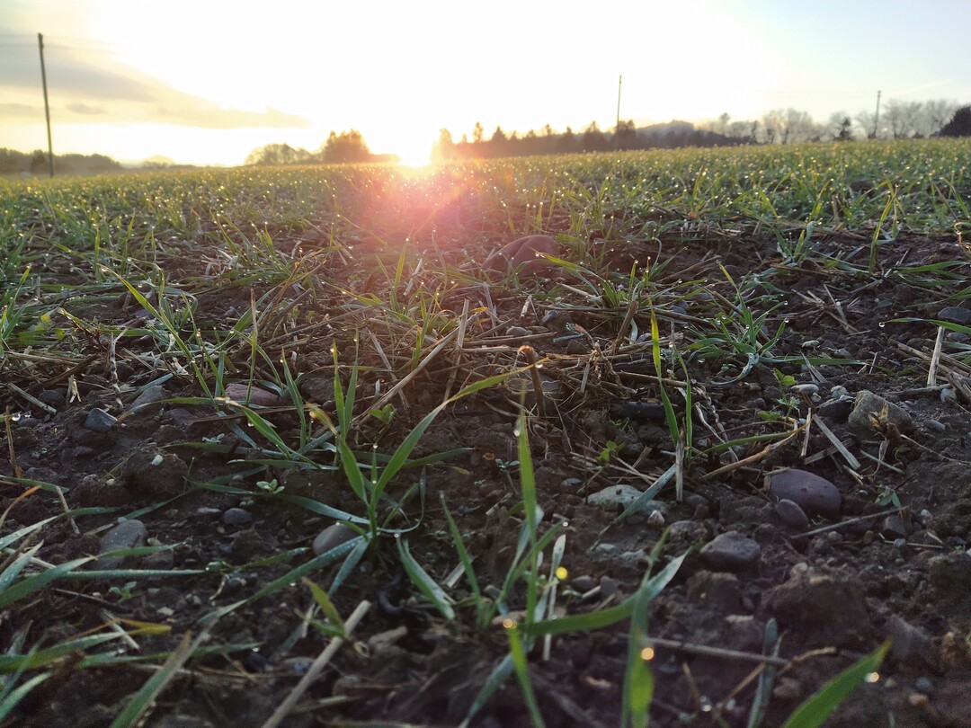 Wer vermutet, dass sein Getreide von Verzwergungsviren befallen ist, kann nun eine Probe einsenden und Gewissheit schaffen.