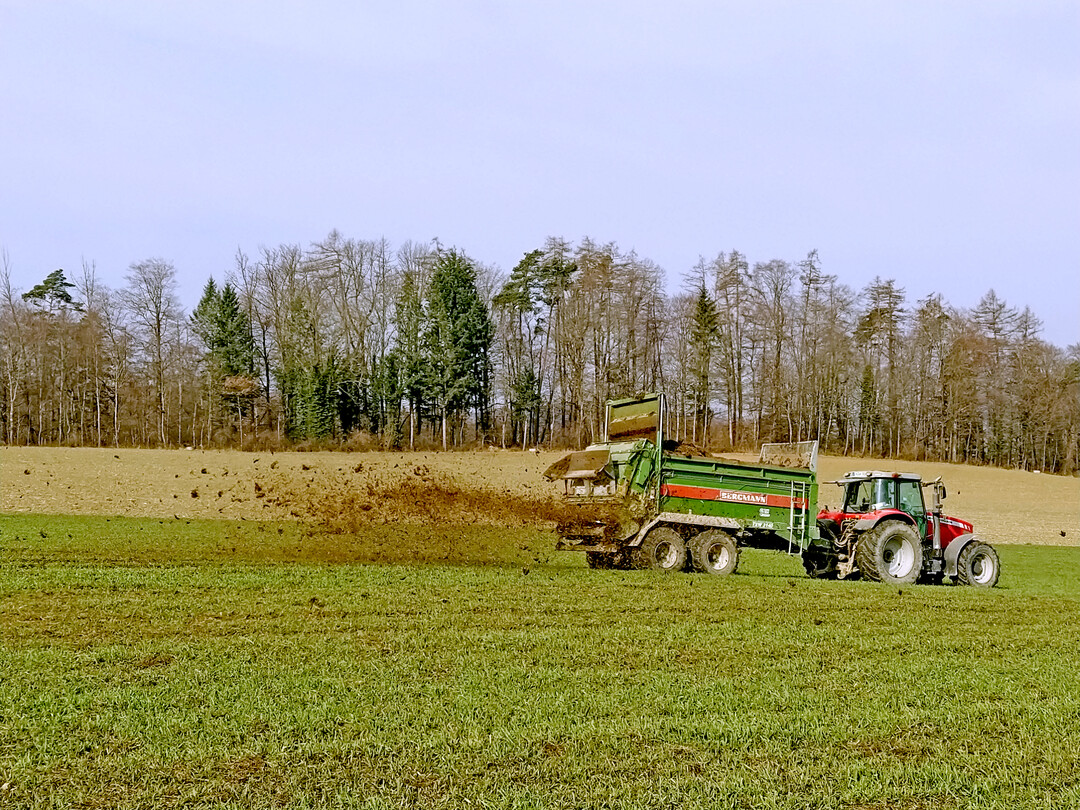 Hier wird Kleegrassilage mit einem Miststreuer aufgebracht, um das C/N-Verh�ltnis zu erh�hen.