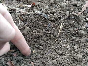 Ein Hafer-Saatkorn aus dem Nachbau im Boden.