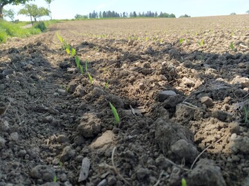 Mancherorts ist der Boden schon bereit f�r die Maissaat.