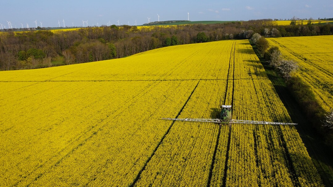 Rapsbehandlung in voller Bl�te.
