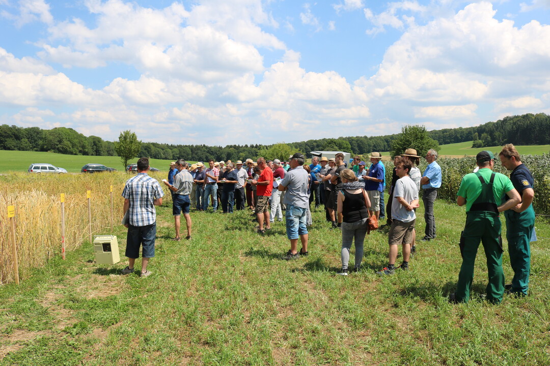 Der Ökofeldtag fand auf der Staatsdomäne Maßhalderbuch im Landkreis Reutlingen statt. Wendelin Heilig vom Kreislandwirtschaftsamt Münsingen präsentierte zahlreiche Winter- und Sommerkulturen.