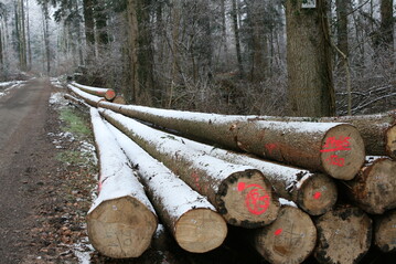 Holz ist gefragt. Das sieht man an den gestiegenen Preisen für Nadelstammholz. Genoholz empfiehlt insbesondere Hiebe im Altholz durchzuführen.