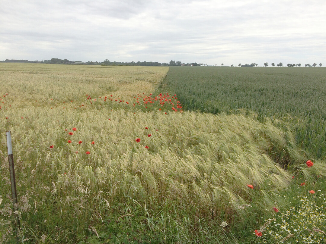 Bei der Landwirtschaftszählung werden unter anderem der Anbau auf dem Ackerland, die Tierbestände oder die Eigentums- und Pachtverhältnisse der Betriebe abgefragt.