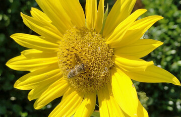 �Es waren gute und intensive Gespr�che, und wir haben einen Weg gefunden, der sowohl die biologische Vielfalt st�rkt als auch die b�uerliche Landwirtschaft mit ihrer regionalen Erzeugung sichert�, so die Minister f�r L�ndlichen Raum und Verbraucherschutz sowie f�r Umwelt und Naturschutz Peter Hauk MdL und Franz Untersteller MdL bei Vorlage des Eckpunktepapiers am 15. Oktober in Stuttgart..