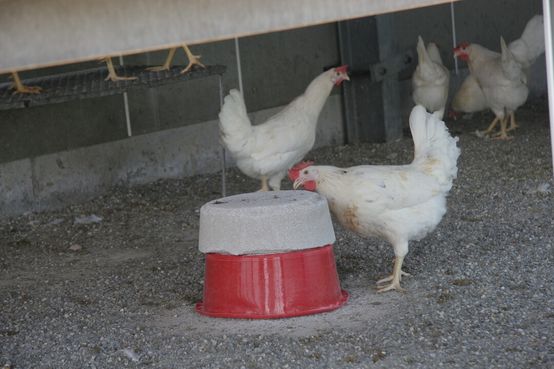 Hennen mit unbehandeltem Schnabel brauchen viele Besch�ftigungsm�glichkeiten. Nebeneffekt von Picksteinen: Die Schnabelspitzen k�nnen etwas abgerundet werden.
