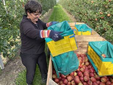 Apfelernte: Am Bodensee wird eine im Vergleich zum Vorjahr um 13 Prozent geringere Ernte erwartet.&nbsp;