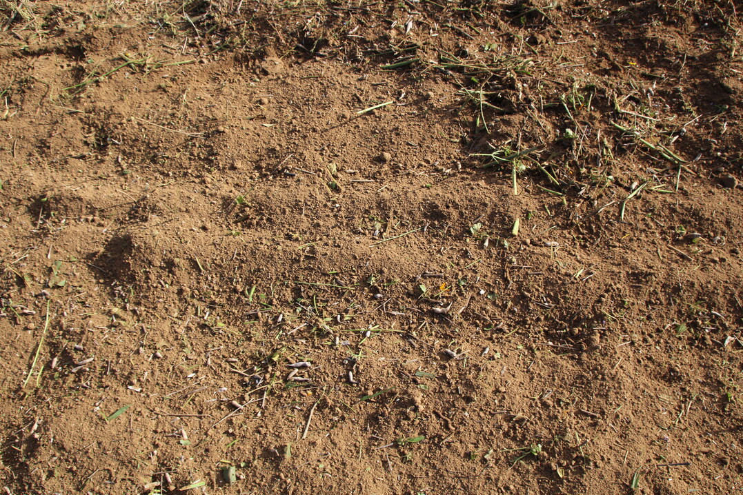Die Form der Grubberzinken beeinflusst Bodenkr�melung und Einmischung von Ernteresten.  