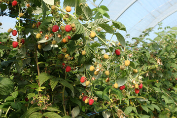 Himbeeren wachsen immer h�ufiger im gesch�tzten Anbau. 