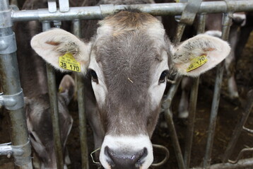 Meldung bis 14. Januar 2023: Tierhalter, die dem Antibiotikaminimierungskonzept unterliegen, m�ssen Mitteilungen �ber ihre Tierhaltung und ihren -bestand machen.