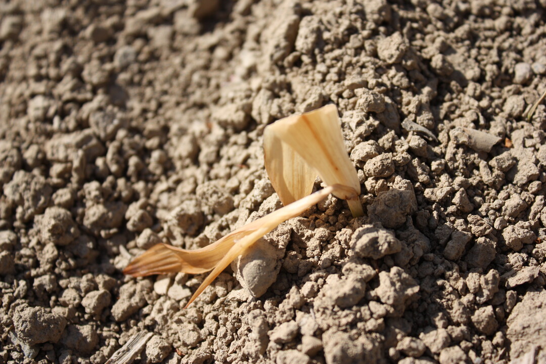 Mais im 4-Blattstadium ist erfroren