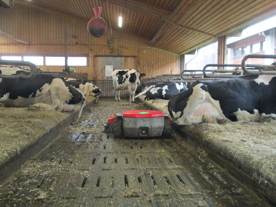 Die Kühe lassen sich nicht durch den Entmistungsroboter aus der Ruhe bringen.