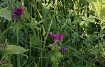 Biodiversit�t f�r Biogasanlagen: Malven sind ein wichtiger Bestandteil der Mischungen.