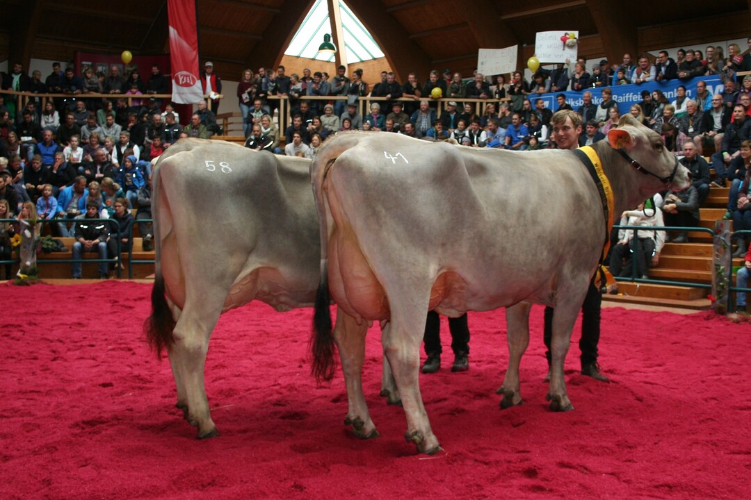Glenn Ilena (re.), die Halbschwester zu Anibay aus dem Bestand von Friedrich Sauter wurde Siegerkuh jung, Euterchampion und Grand Champion des Waldseer Braunviehtages 2018, hier im Ring bei der Siegerauswahl jung. Reservesiegerin wurde Hariet von Bernhard Fuchs in Eglofs (links im Bild).