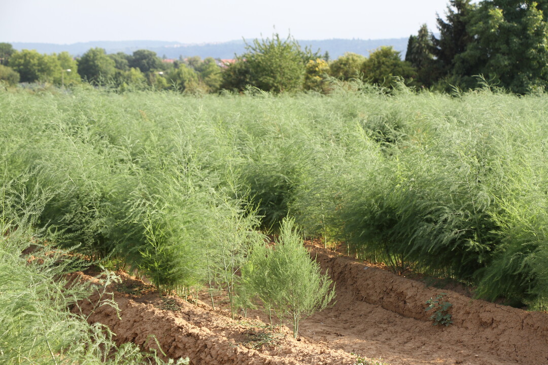 Die Spargelernte wurde am 24. Juni, dem Johannitag, beendet.