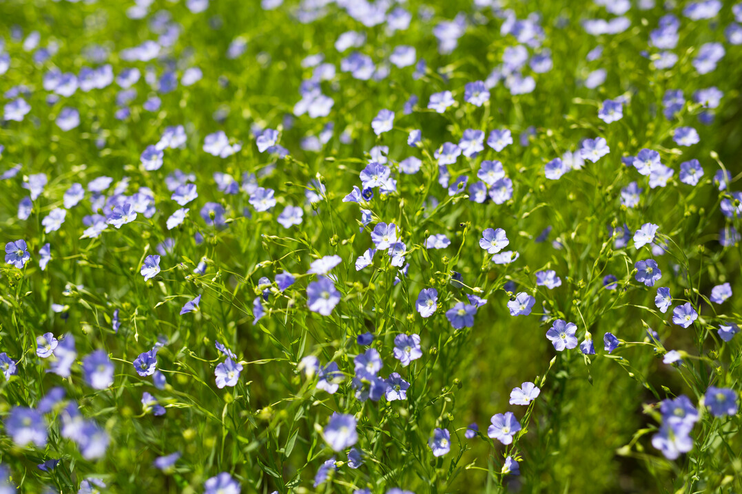 Leinsamen ist eine relativ unkomplizierte Kultur und erweitert die Fruchtfolge.