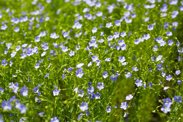 Leinsamen ist eine relativ unkomplizierte Kultur und erweitert die Fruchtfolge.