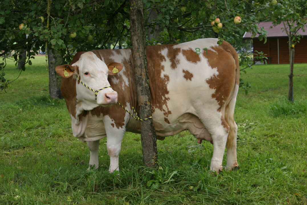 27 Milchk�he und ein Jungrind sind an Botulismus verendet