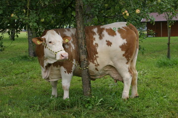 27 Milchk�he und ein Jungrind sind an Botulismus verendet