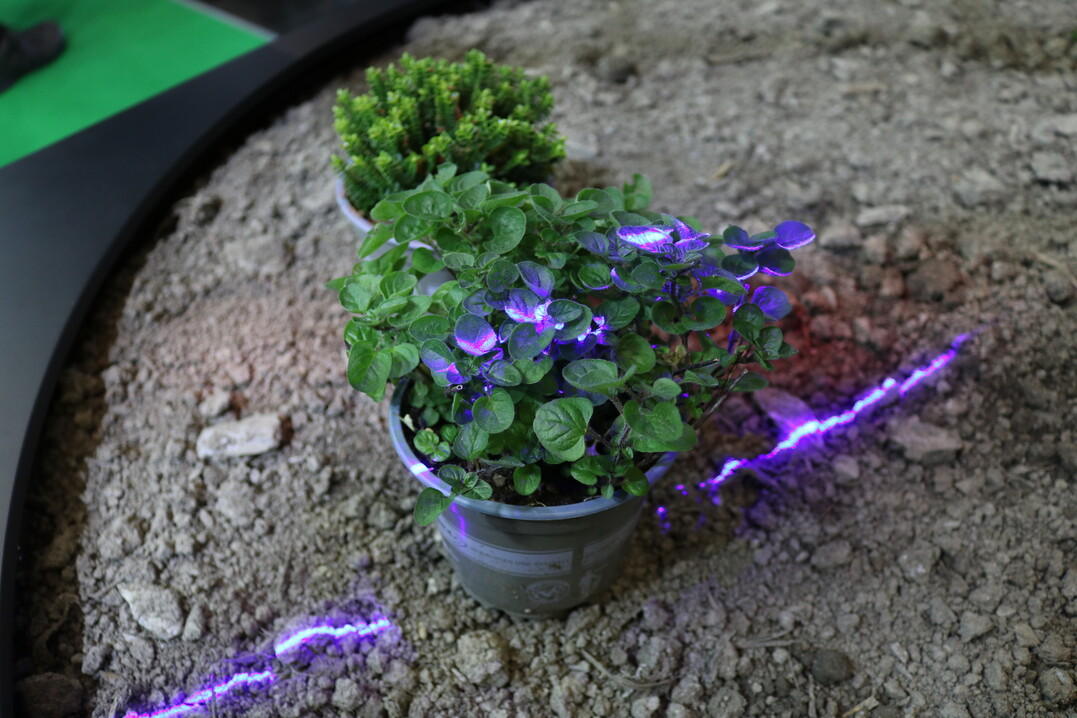 Sensoren, die punktgenau das erkennen, was gebraucht wird: Diese Pflanze wurde gerade von einem Spektralsensor der Firma Optronia erkannt.