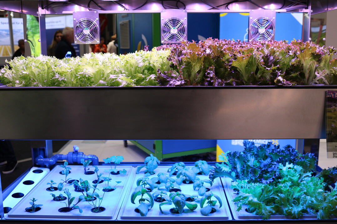 Indoor Farming: Mithilfe einer Künstlichen Intelligenz (KI) wachsen die Pflanzen bei der Firma Greenhub.