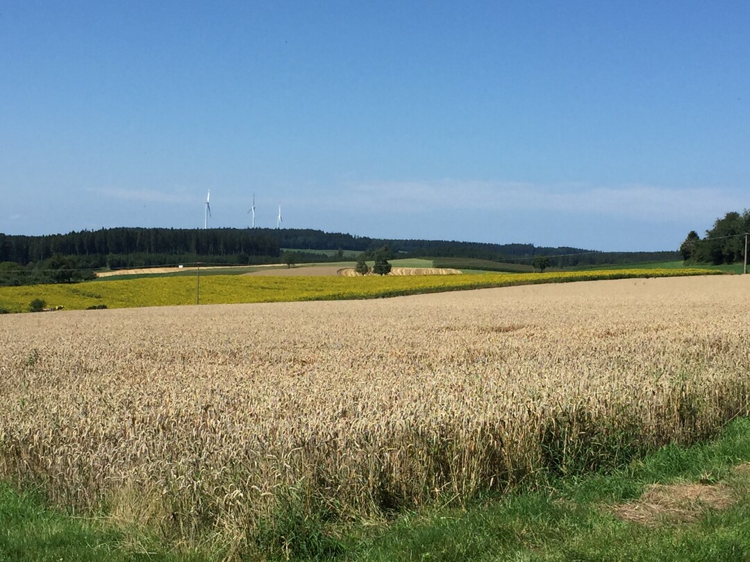 Magische Zahl: Vor allem kleine Ackerfl�chen unter sechs Hektar erh�hen die Biodiversit�t.