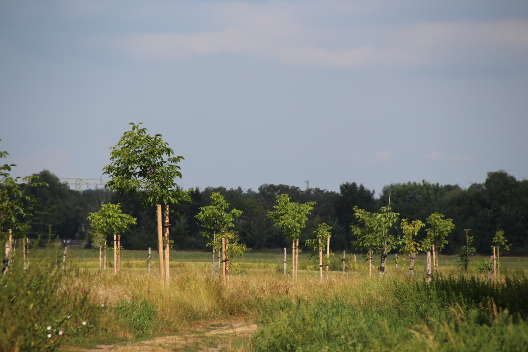 Auf der 4,5 Hektar großen Plantage in Brandenburg stehen 200 Walnussbäume in 30 Sorten.