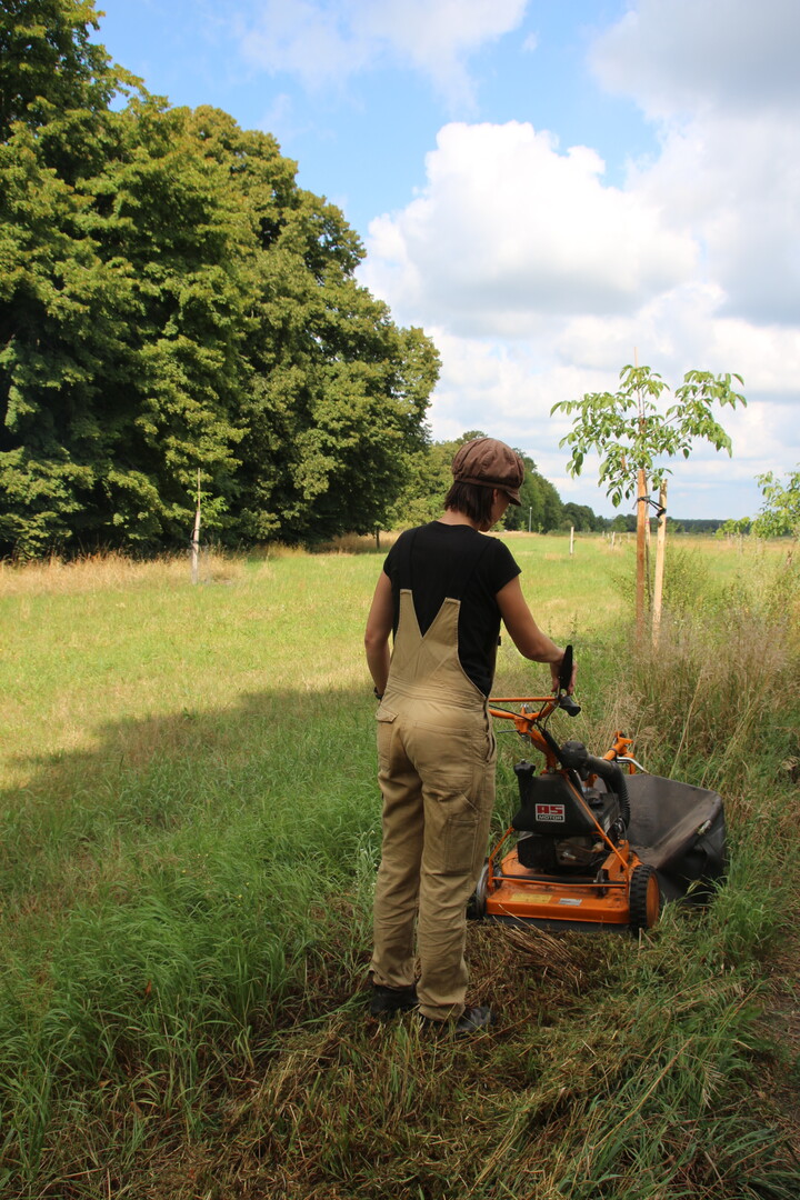 Der Unterwuchs unter den Walnüssen lässt eine Doppelnutzung als Wiese oder Weide zu.