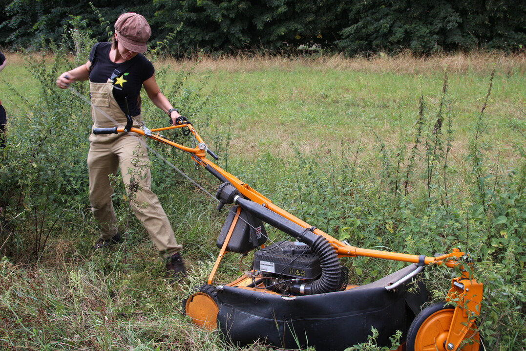 Inzwischen muss Vivian nicht mehr mähen. Die Plantage wird von Schafen beweidet.