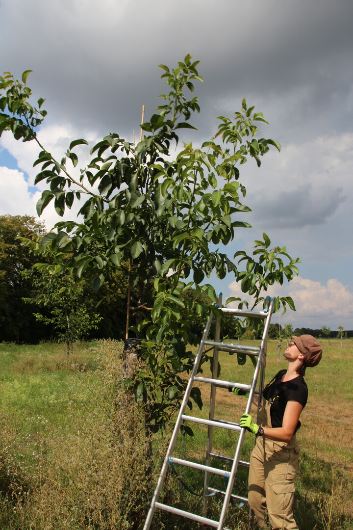 Vivian erzieht die jungen Walnussbäume auf 2,20 Meter Stammhöhe.