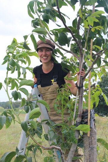 Die jungen Bäume müssen regelmäßig geschnitten werden.