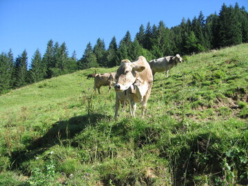 Rind in �sterreich