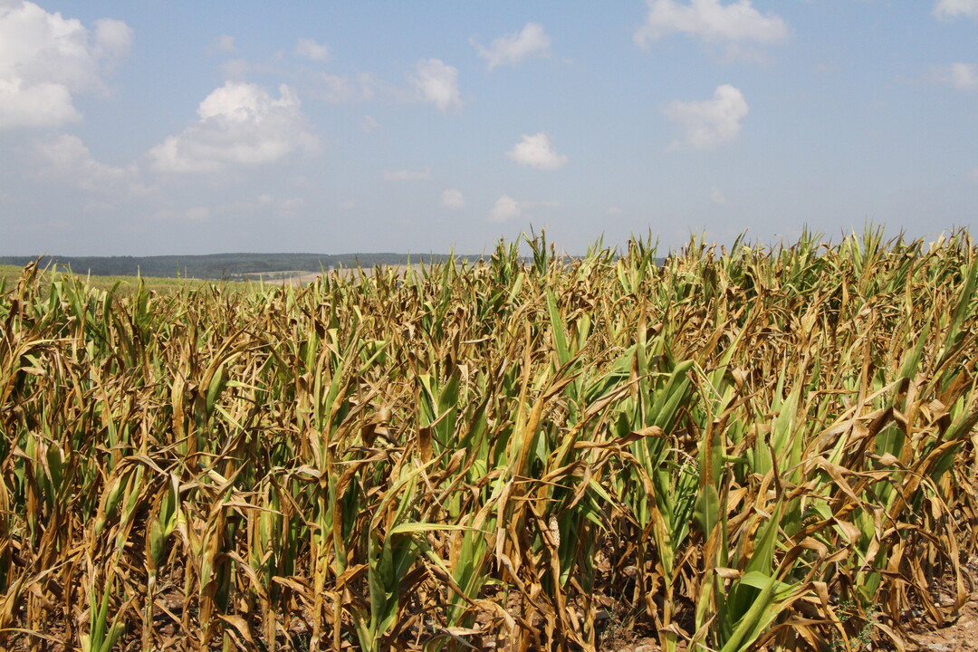 Trockensch�den traten in den vergangenen Jahren immer h�ufiger auf.