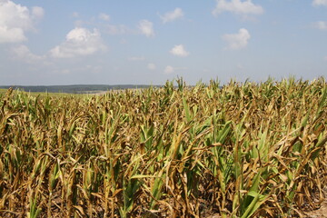 Trockenschäden traten in den vergangenen Jahren immer häufiger auf.