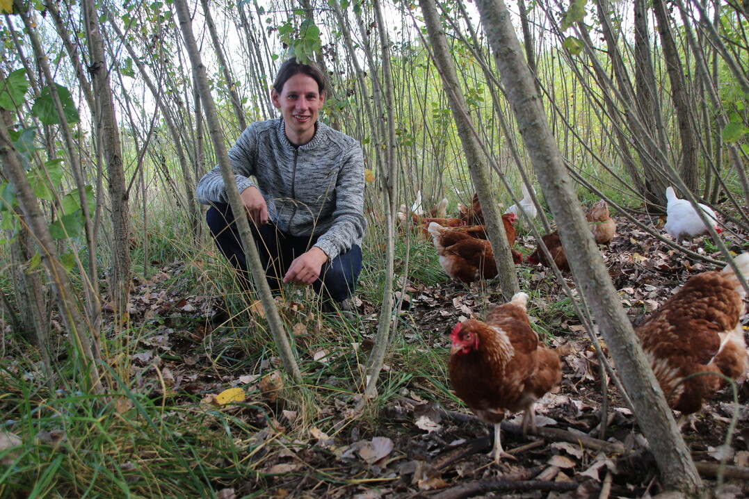 Philipp W�rner kann sich die H�hnerhaltung nicht mehr ohne Agroforst vorstellen.